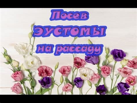 Сеем ЭУСТОМУ на РАССАДУ - YouTube