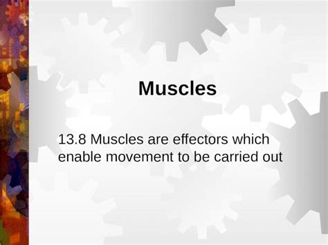 Ppt Muscles 138 Muscles Are Effectors Which Enable Movement To Be