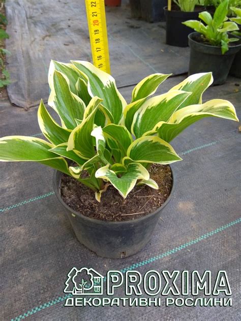 Хоста гібридна Королева Жозефіна, Hosta hybrida Queen Josephine, ціна ...