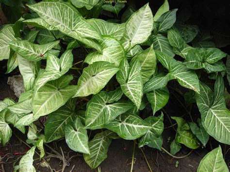 Arrowhead Vine Syngonium Podophyllum Love These Plants They Grow As Vines Or Make A Great