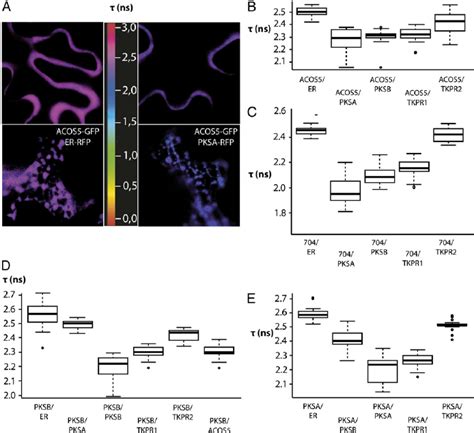 FLIM FRET Analysis Demonstrates The Interactions Of Sporopollenin