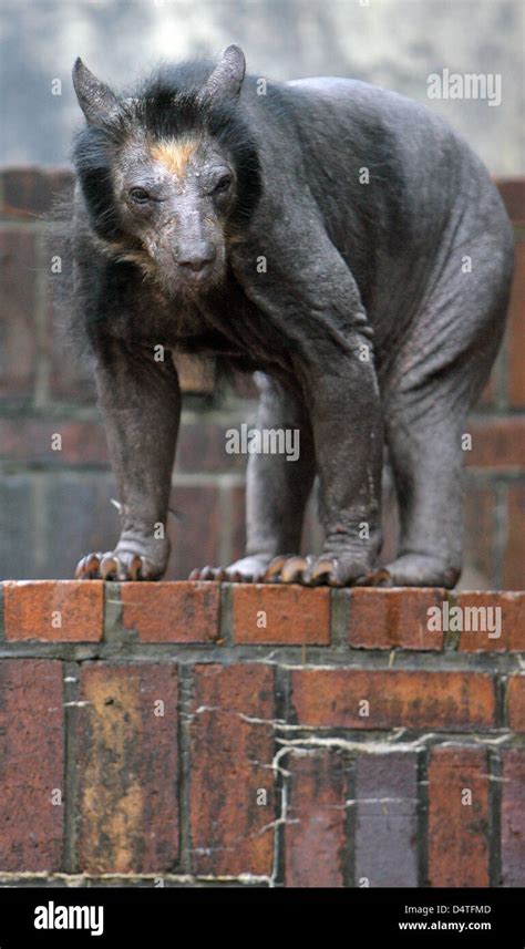 Leipzig zoo bear hi-res stock photography and images - Alamy