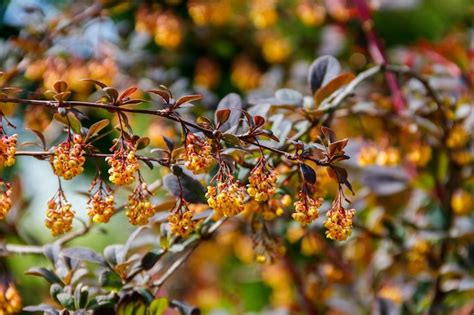 Premium Photo Yellow Flowering Plant Of Thunbergs Barberry Berberis