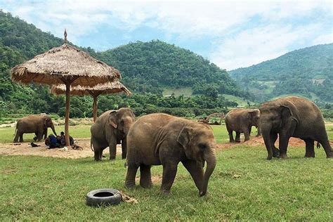 Elephant Sanctuary - Best things to do in Chiang Mai