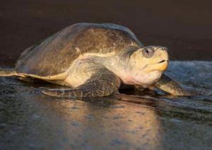 Species in news: Olive Ridley Turtles - Civilsdaily