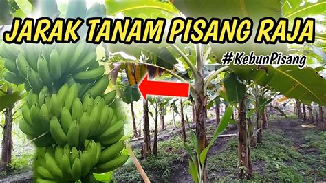 Jarak Tanam Pisang Raja Kebun Pisang Raja Youtube