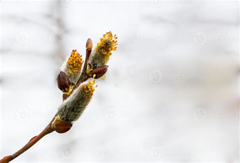 Salix Caprea Pendula Yellow And Red Pussy Willow In Blooms 15449483 Stock Photo At Vecteezy