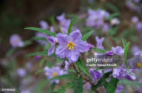 29 Kangaroo Apple Stock Photos High Res Pictures And Images Getty