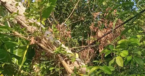 Pohon Kelapa Di Abdya Tumbang Menimpa Kabel Listrik Ancam Keselamatan