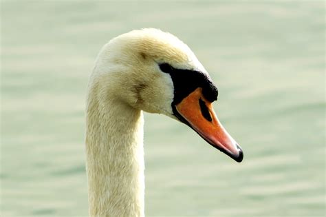 Mute Swan Bird Free Photo On Pixabay Pixabay