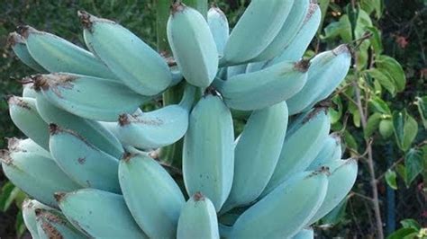 Estos plátanos son azules y tienen sabor a helado de vainilla El