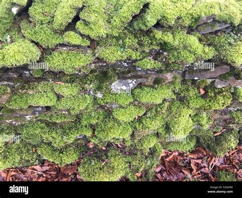 Mossy stone wall hi-res stock photography and images - Alamy