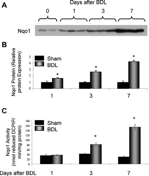 Nqo1 Protein Expression And Activity In Liver Cytosolic Fractions From