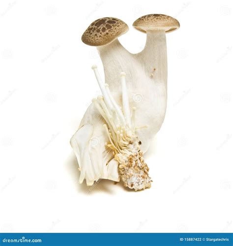 Exotic Mushrooms stock photo. Image of isolated, clump - 15887422