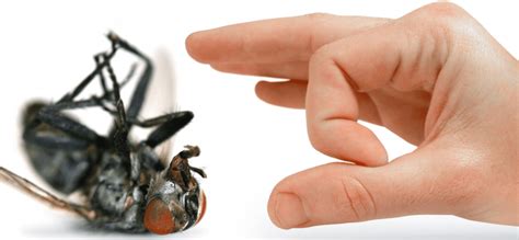 Топ 10 лучших и эффективных средств от мух в 2024 году