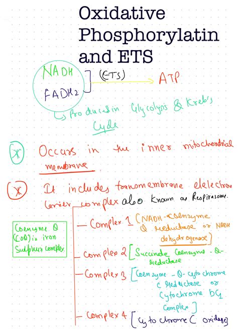 Solution Carbohydrate Metabolism Rqs Studypool