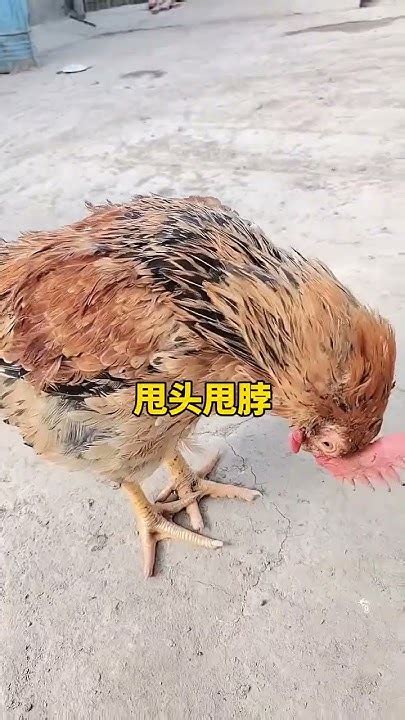 农村老大爷养鸡30年总结的养鸡妙招，助您养好鸡🐔 养鸡 散养土鸡生态养殖土鸡 家禽技术正能量分享 科普 搞笑 散养