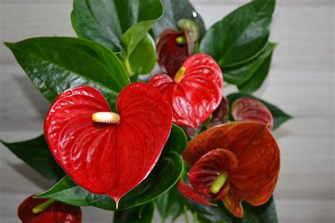 Flamingo Flower Plant Houseplant Free Photo On Pixabay