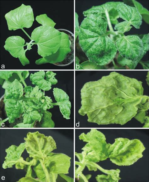 Symptoms Induced Following The Inoculation Of Nicotiana Benthamiana