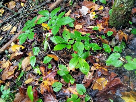 how to find ginseng in the woods