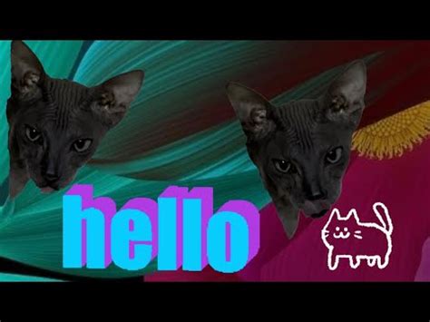 My Pet Sphinx Cat Bastet Naked Cat In Everyday Life Funny Video Love Cat YouTube