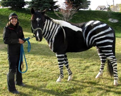 Meet Sarah From Marketing And Her Horse Thunder Dressed As A Zorse