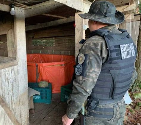 Homem Preso Pelo Batalh O Ambiental Da Bm Pela Pr Tica De Rinha De