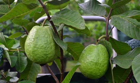 Cara Menanam Buah Jambu Biji Agar Tumbuh Subur Dan Cepat Berbuah Buah