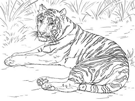Desenhos Realistas para Colorir e Imprimir