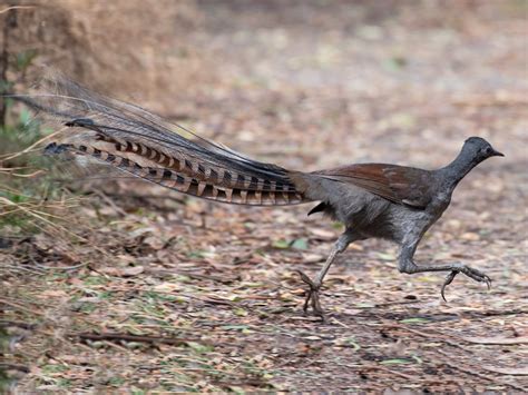 12 Birds That Look Like Phoenix Sonoma Birding