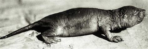 Naked Mole Rat Html Naked Mole Rat