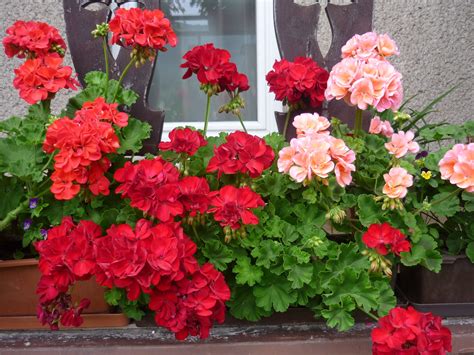Muškáty | Geranios, Coronas de cristo, Plantas florales