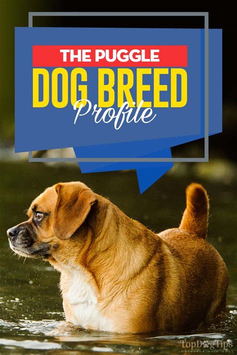 Puggle Dog Breed Information, Photos, History, Feeding and Care Advice