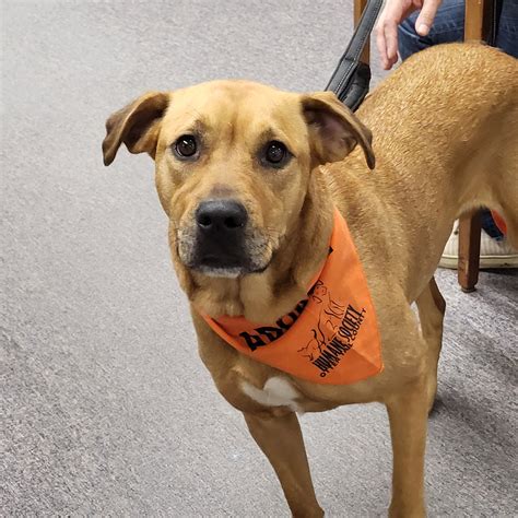 Humane Society of Otter Tail County | Fergus Falls MN