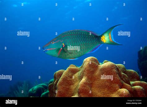 A Super Male Stoplight Parrotfish Sparisoma Viride Swimming Stock