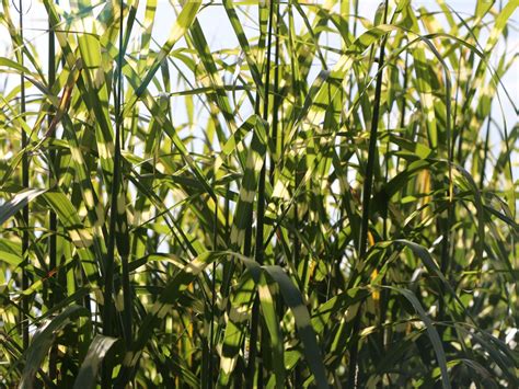 Мискантус Блондо (70 фото) - фото - картинки и рисунки: скачать бесплатно