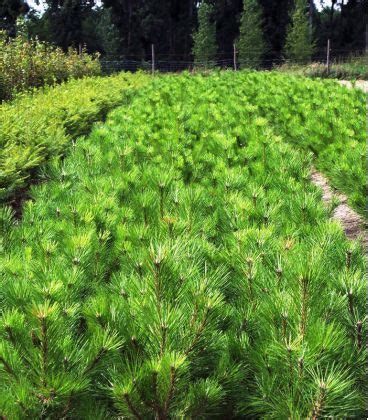 PINUS Nigra Austriaca PIN NOIR D AUTRICHE