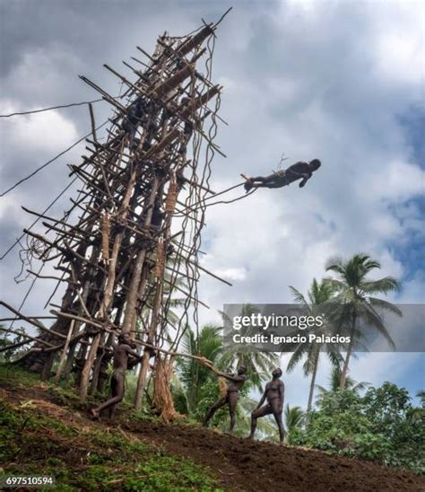 vanuatu land diving   premium high res pictures getty images