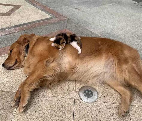 Un chien emmène son propriétaire voir un chaton abandonné dans la rue