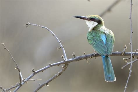 Somali Bee-eater – Holmen Birding Safaris