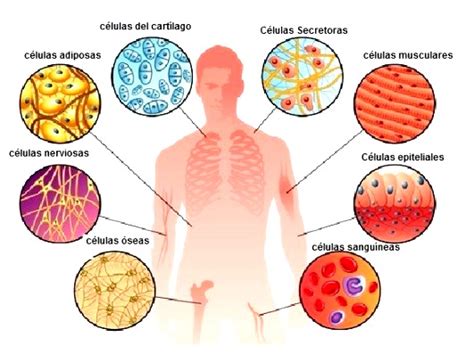 Cuáles son los tipos de células del cuerpo humano Cuerpo humano