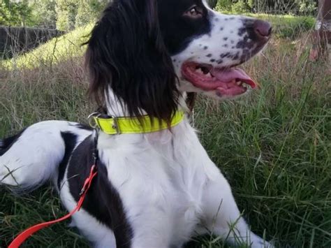 Chiots de race Épagneul français à vendre 1 femelle 3 mâles