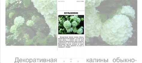 Калина бульдонеж купить в Перми | Товары для дома и дачи | Авито