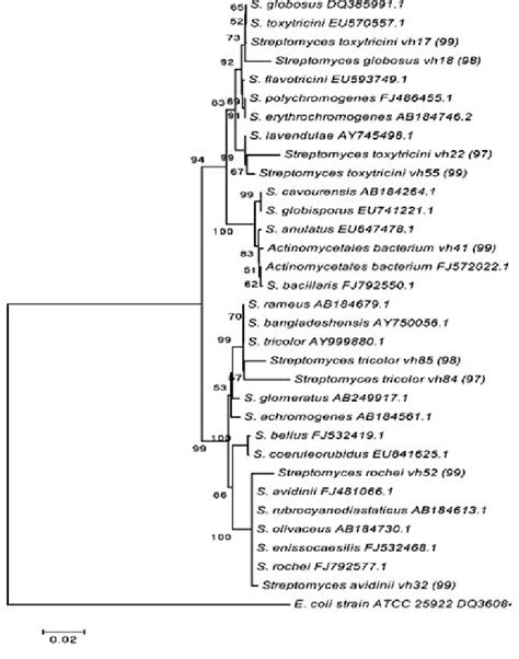 Phylogenetic Tree Of Partial 16s Rdna Sequences Of Streptomyces Download Scientific Diagram