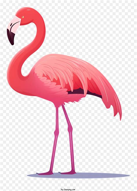 Flamant Rose Debout Sur Deux Jambes Les Ailes Se Sont Largement