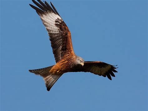 Sandstone Ridge Trust Pair Of Red Kites Spotted