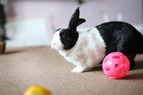 Pdsa Pet Survivor Awards Bunny Burrows