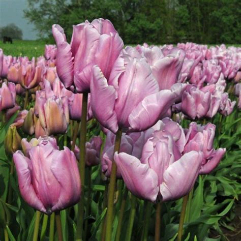 Луковицы тюльпанов Попугаевидных - купить с доставкой по Украине, цена ...