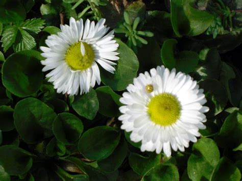 Маргаритки: личный опыт выращивания