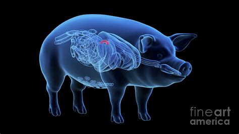 Pig Pancreas Photograph By Sebastian Kaulitzkiscience Photo Library